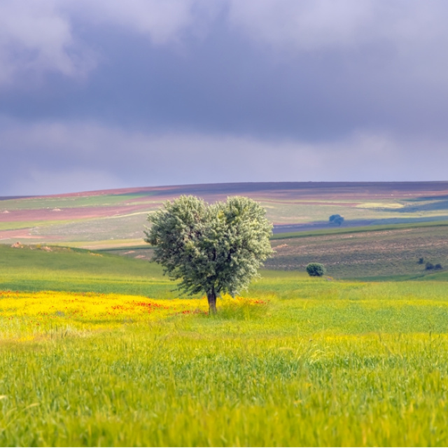 TOKİ 29 ilde 244 arsa satıyor