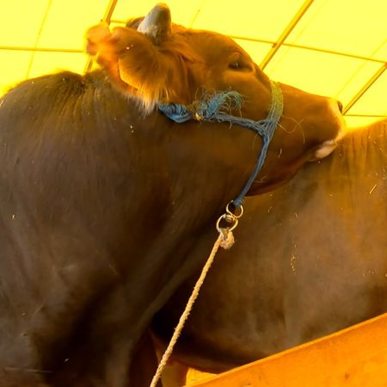 Sahte parayla hayvan alımı iddiası!