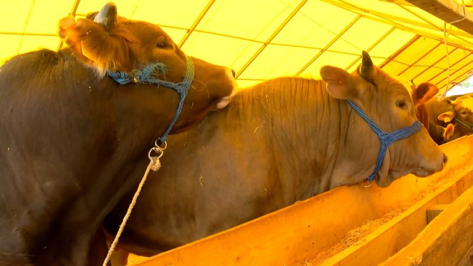 Sahte parayla hayvan alımı iddiası!