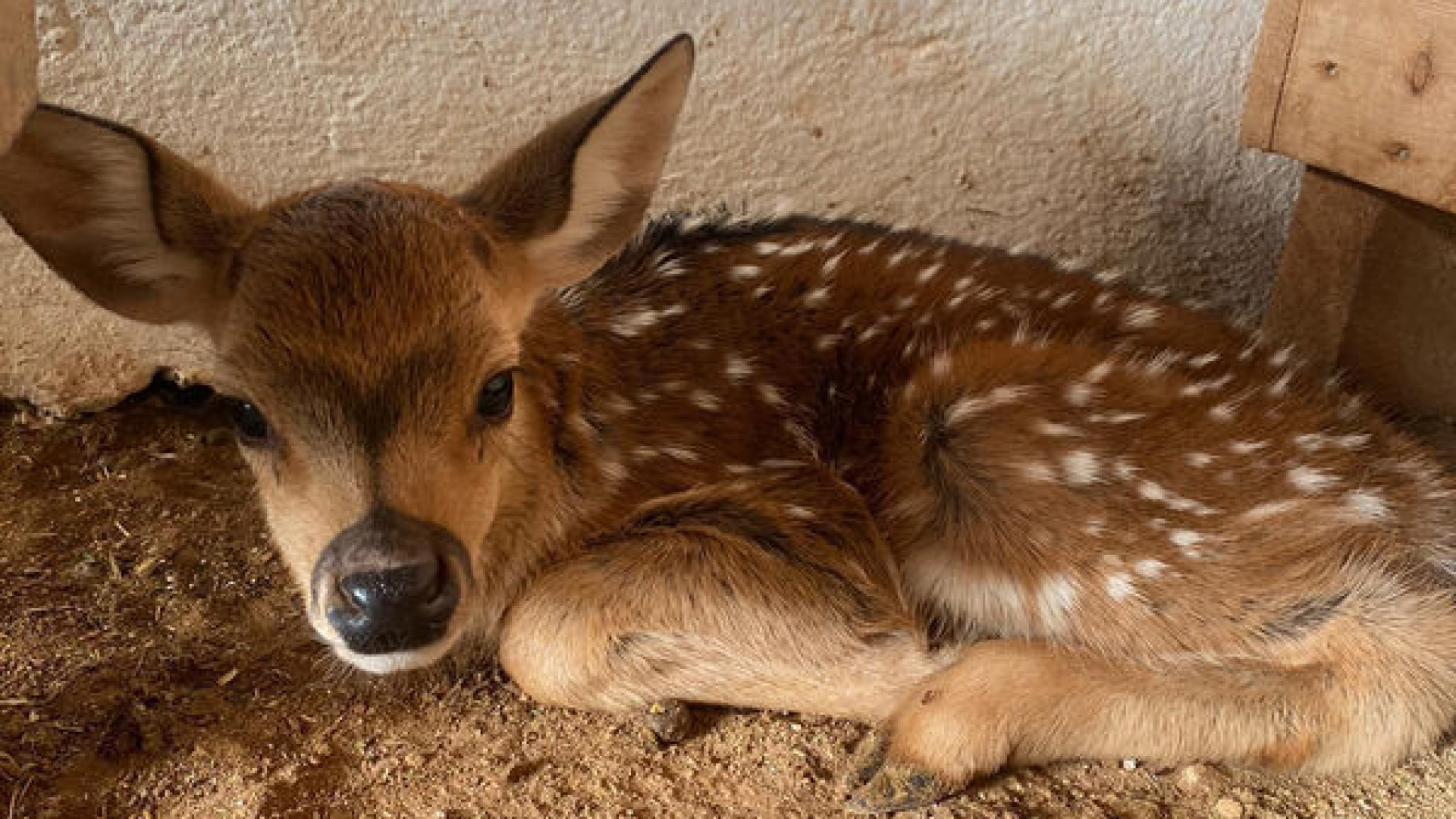 Doğal yaşam parkının ilk yavrusu aksis geyiği