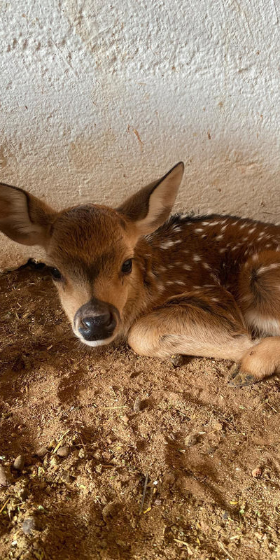Doğal yaşam parkının ilk yavrusu