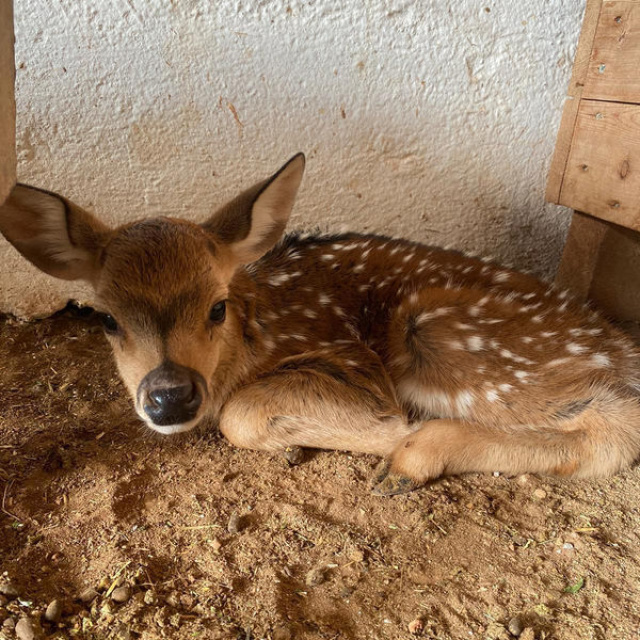 Doğal yaşam parkının ilk yavrusu