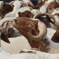 Kurban Bayramı ne zaman?