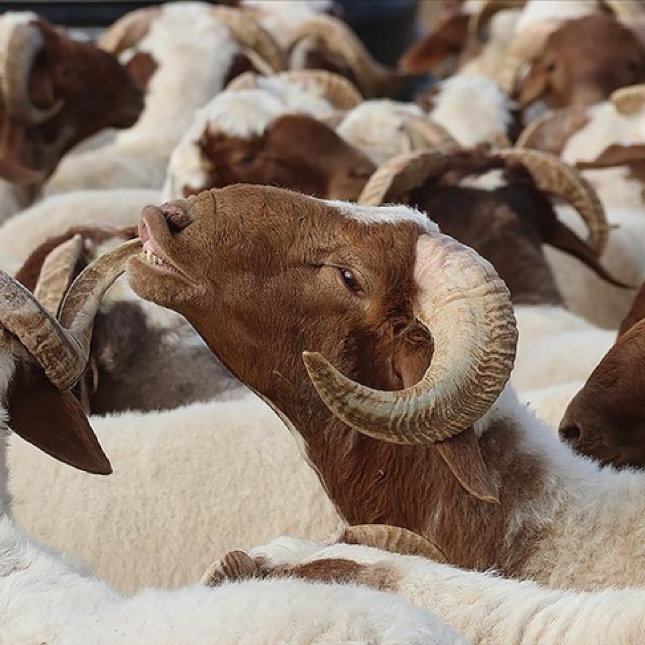 Kurban Bayramı ne zaman?