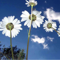 Baharın müjdecisi Cemre ne zaman düşecek?