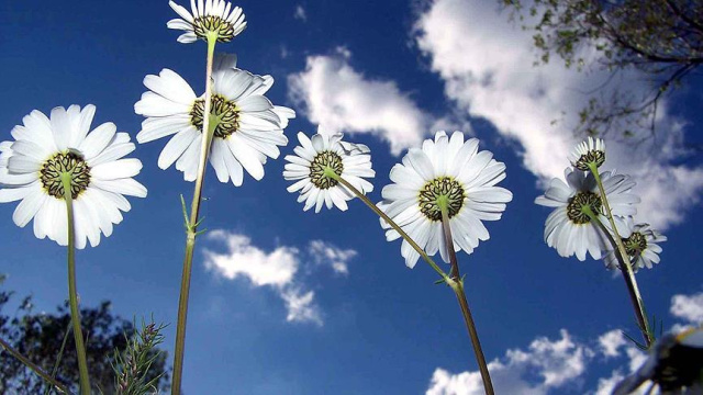 Baharın müjdecisi Cemre ne zaman düşecek?