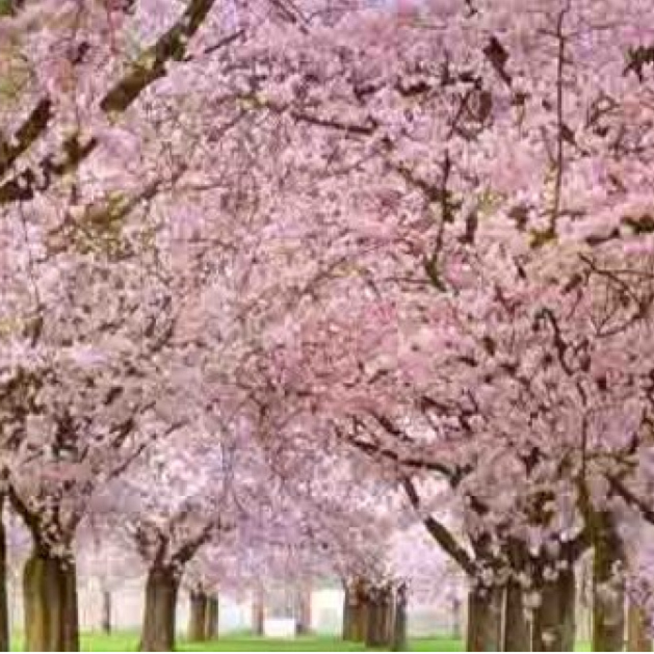 Cemre düşmesi ne zaman?