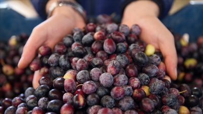 Marmarabirlik, ortaklarına 860 milyon lira ödeme yapacak