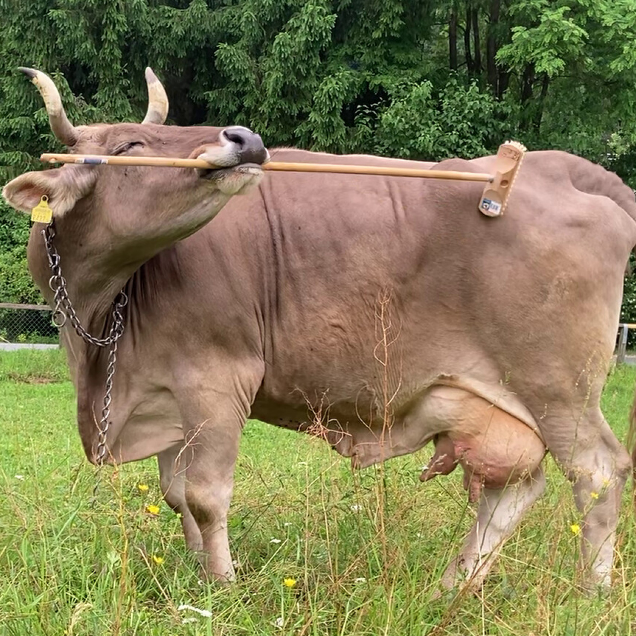 Avusturya'da bir inek kaşınmak için sopa kullanıyor