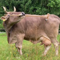 Avusturya'da bir inek kaşınmak için sopa kullanıyor