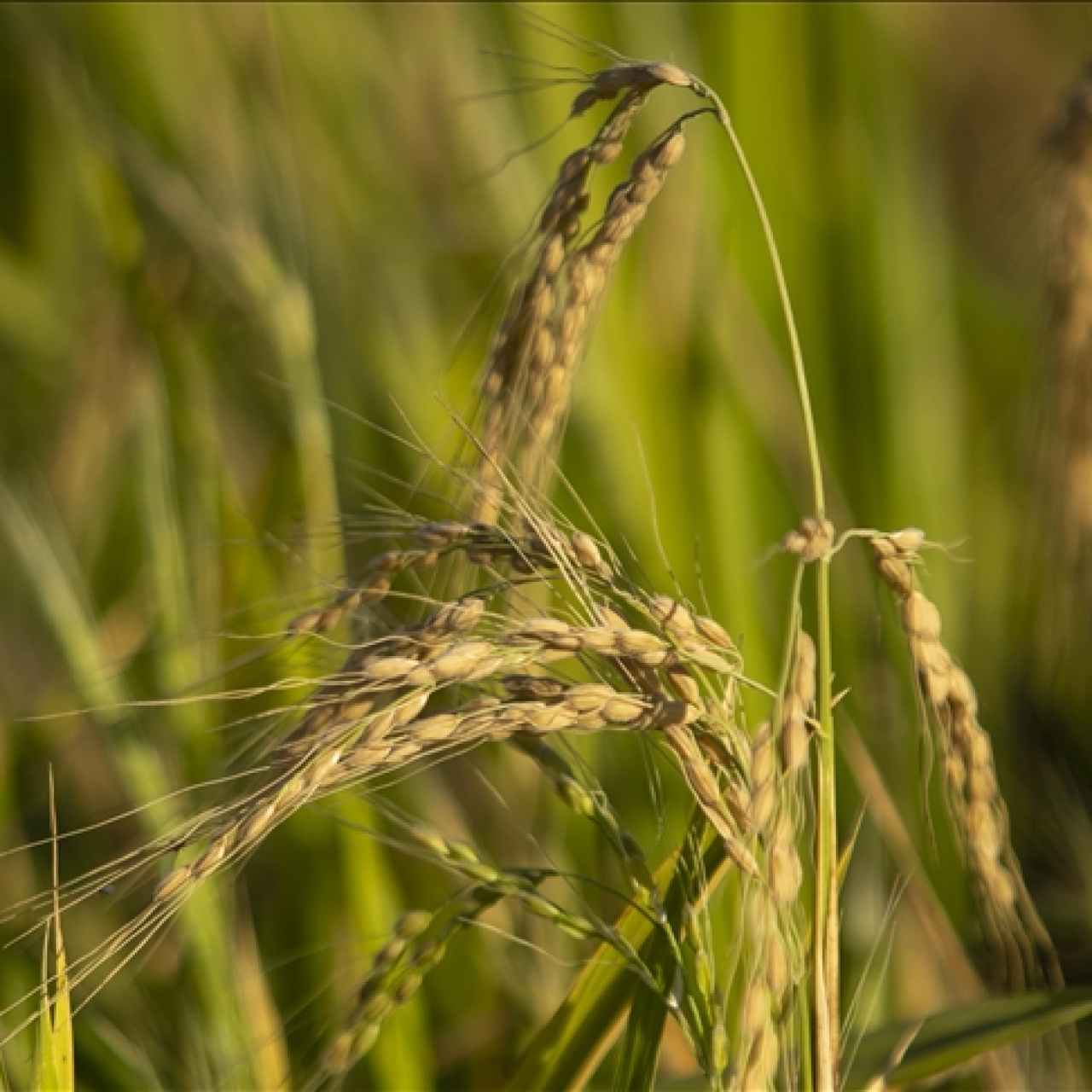 TMO, çeltik alım fiyatlarını duyurdu: Baldo, cammeo ve Osmancık çeltik grupları için belirlenen fiyatlar!
