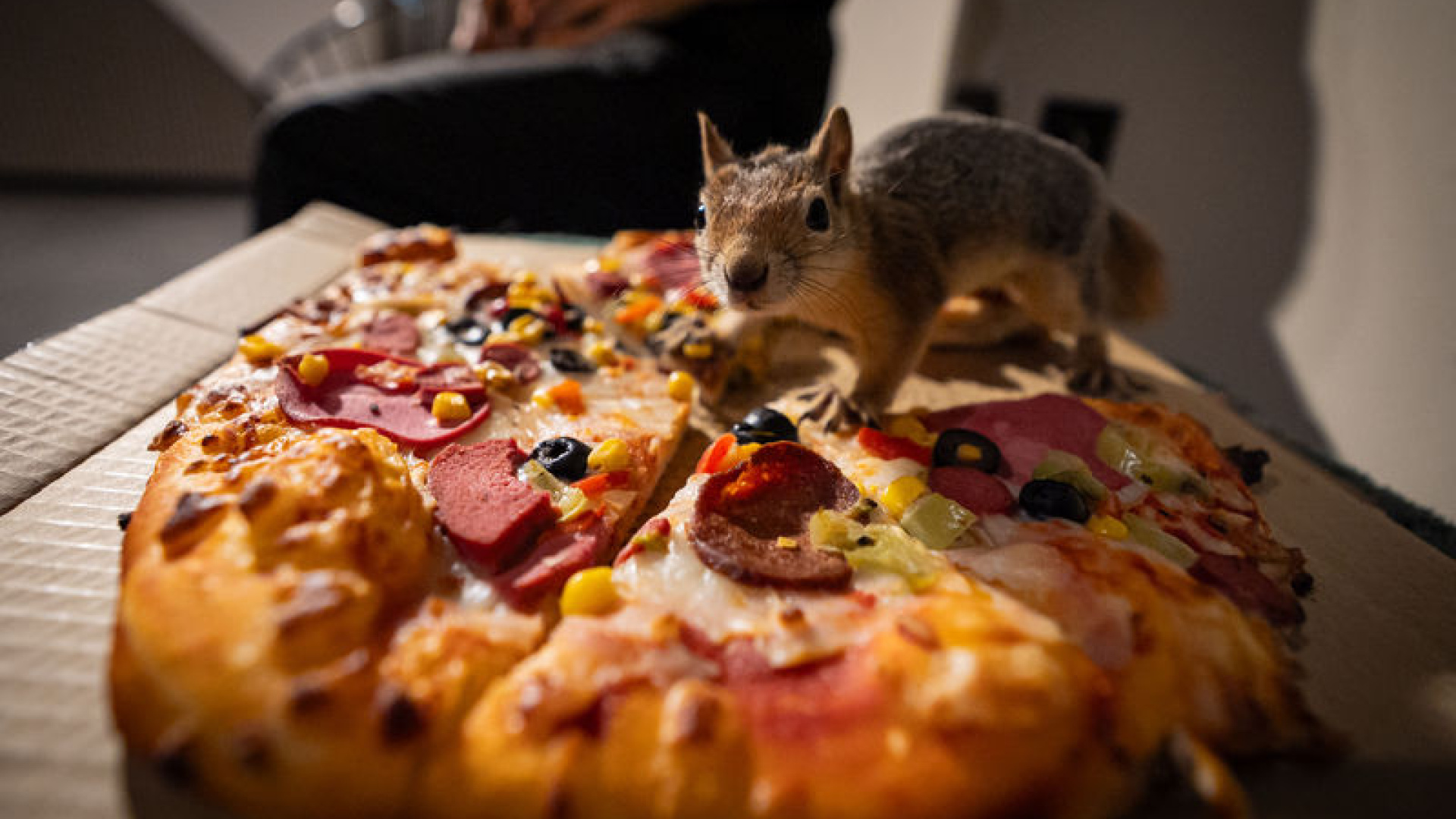 Sincap yavrusu 'Yoda', doğada hayatta kalmayı öğreniyor