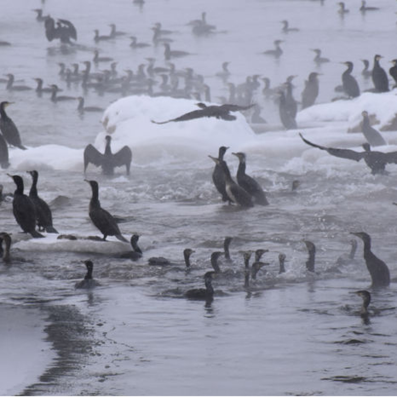 Kızılırmak'ta 'karabatak' şöleni