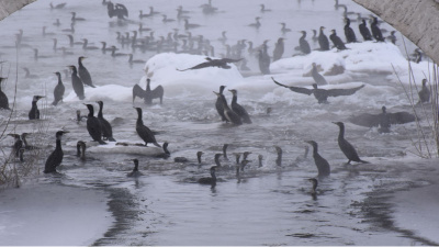 Kızılırmak'ta 'karabatak' şöleni