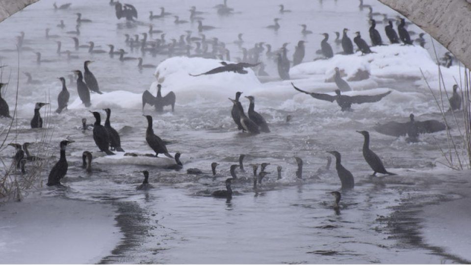 Kızılırmak'ta 'karabatak' şöleni