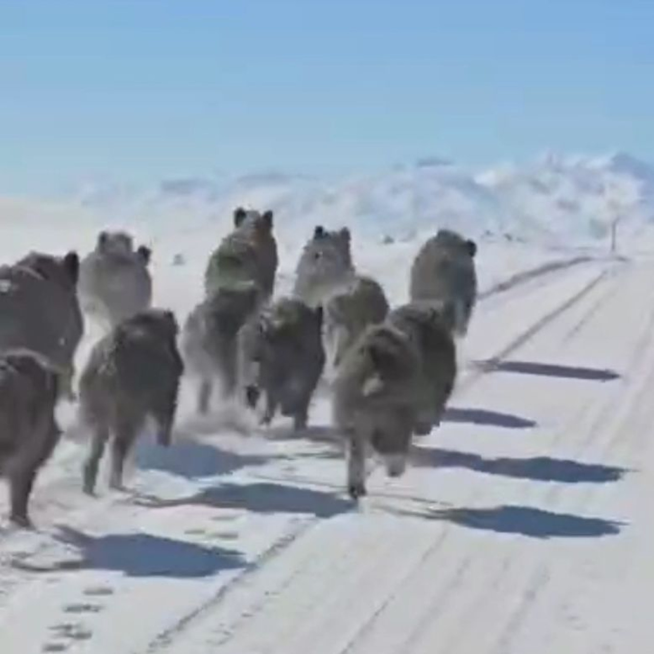 Korkutan görüntü! Sürü halinde geldiler!