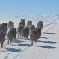 Korkutan görüntü! Sürü halinde geldiler!