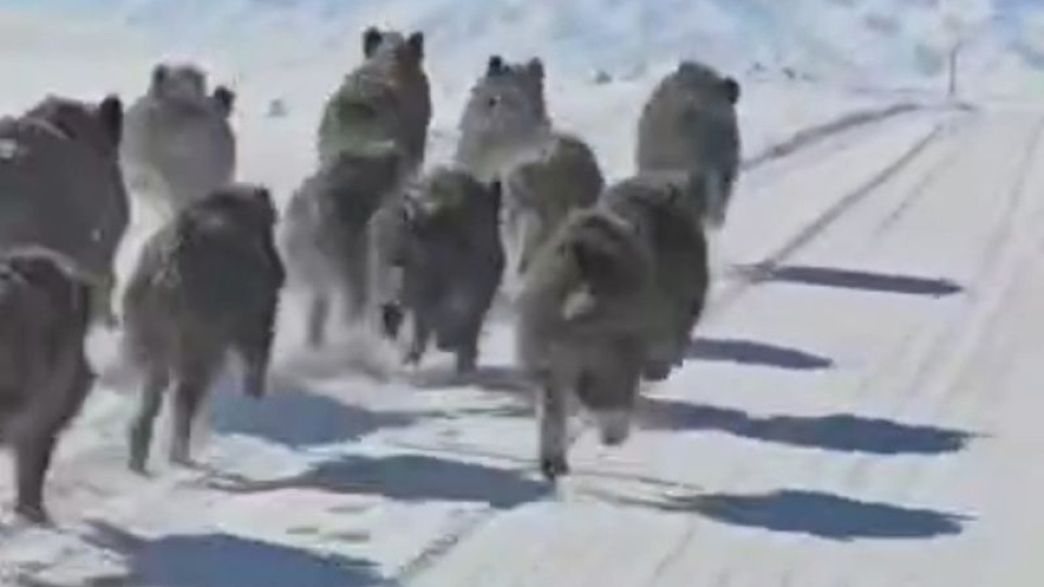 Korkutan görüntü! Sürü halinde geldiler!