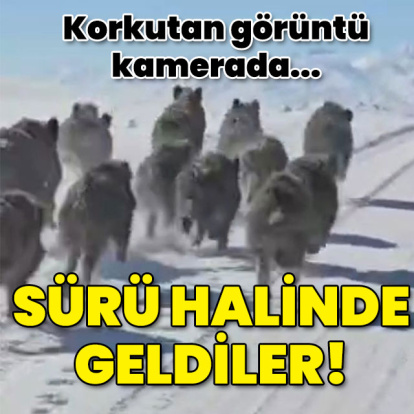 Korkutan görüntü! Sürü halinde geldiler!