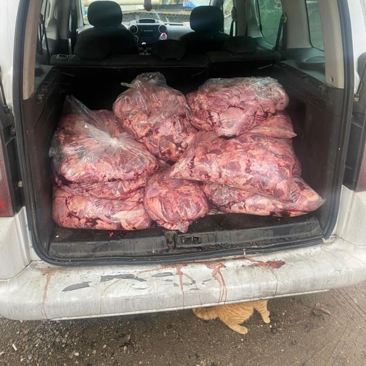 Araçta 450 kilo bozuk et ele geçirildi