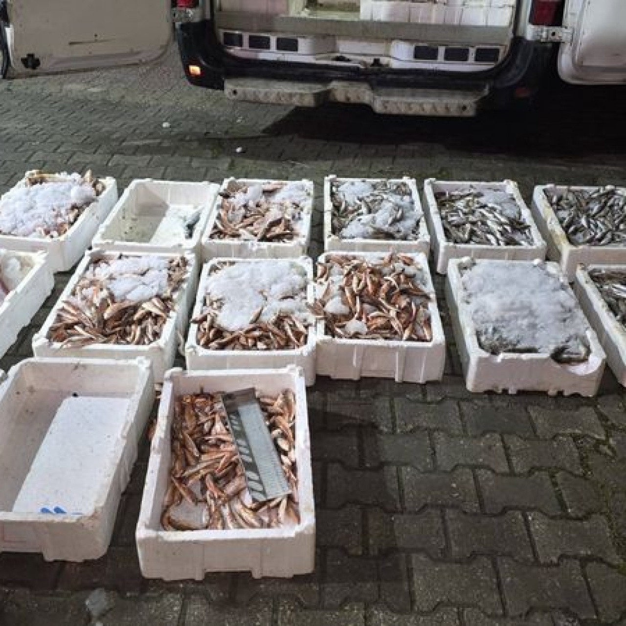 Yasa dışı avlanan 1,5 ton balığa el konuldu