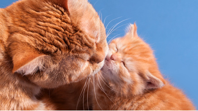 Evde kedi beslemek günah mı?