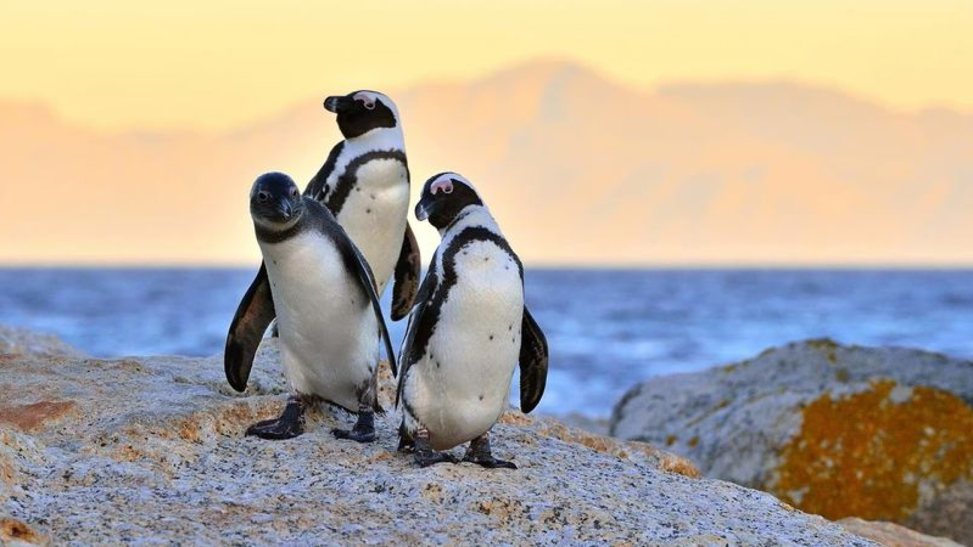 Antarktika'daki penguenlerin üreme dönemi iklim değişikliğiyle erkene kaydı