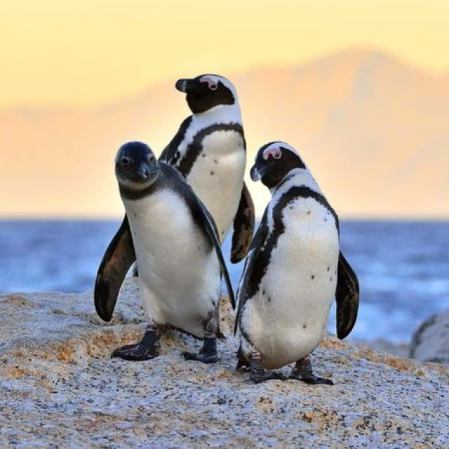 Antarktika'daki penguenlerin üreme dönemi erkene kaydı