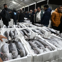 İstanbul ve Tekirdağ Açıklarında Torik Akını: Yıllar Sonra Gelen Bereket ve Balıkçıların Yüzünü Güldüren 500 Tonluk Av!