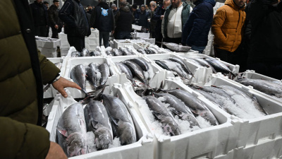Marmara Denizi'nde torik bolluğu