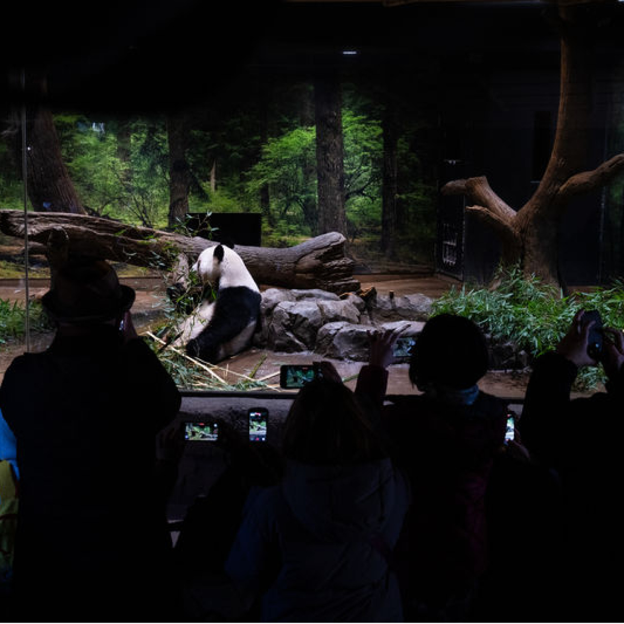 Japonya 1972'den bu yana ilk kez pandasız kalacak