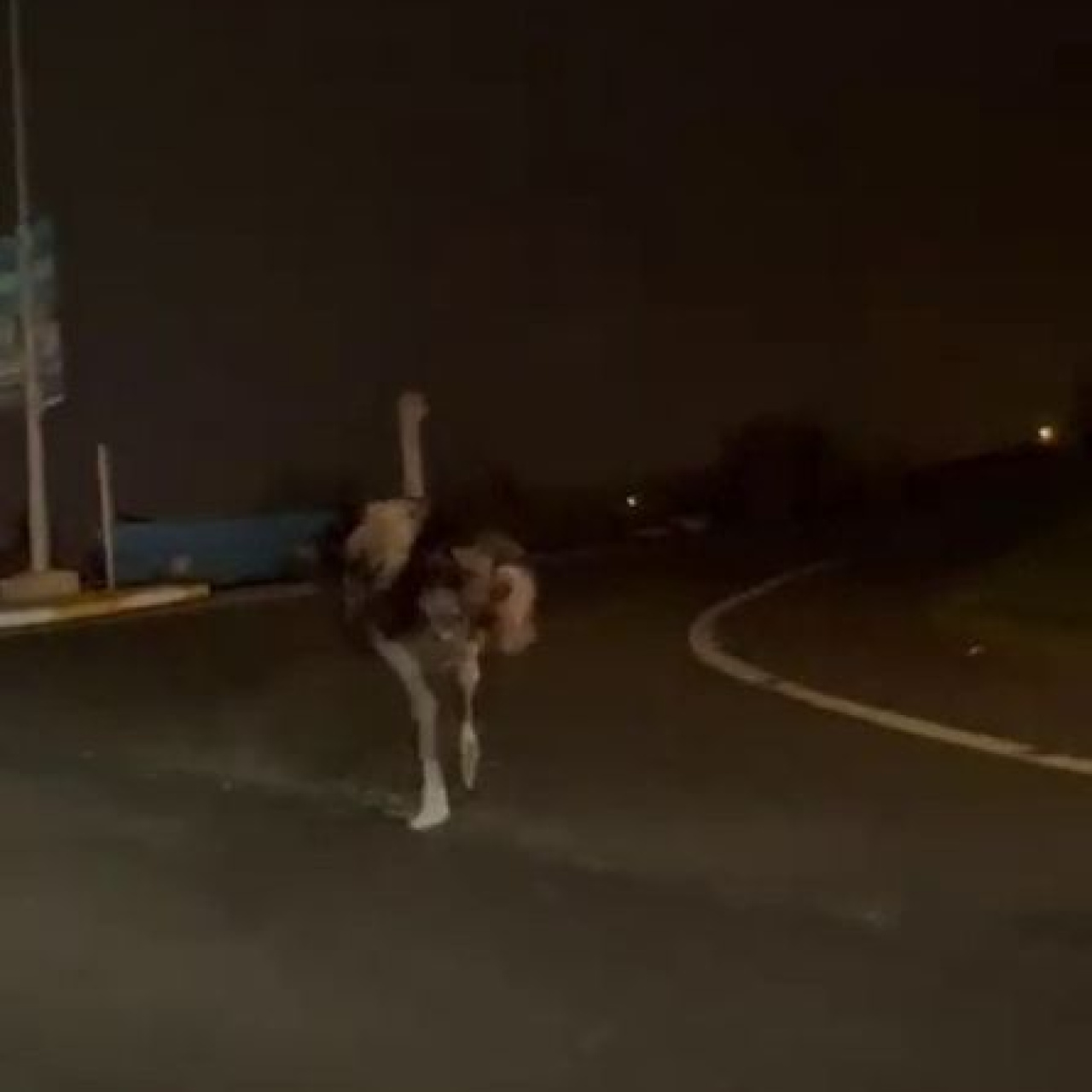 Trafikte deve kuşu şaşkınlığı