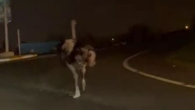 Trafikte deve kuşu şaşkınlığı