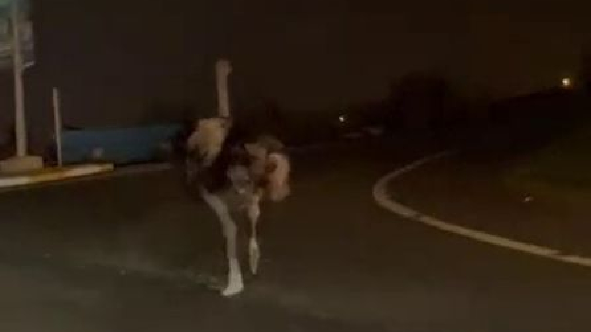 Sakarya'da Devekuşu Trafiği Karıştırdı: O Anlar Cep Telefonu Kamerasına Yansıdı