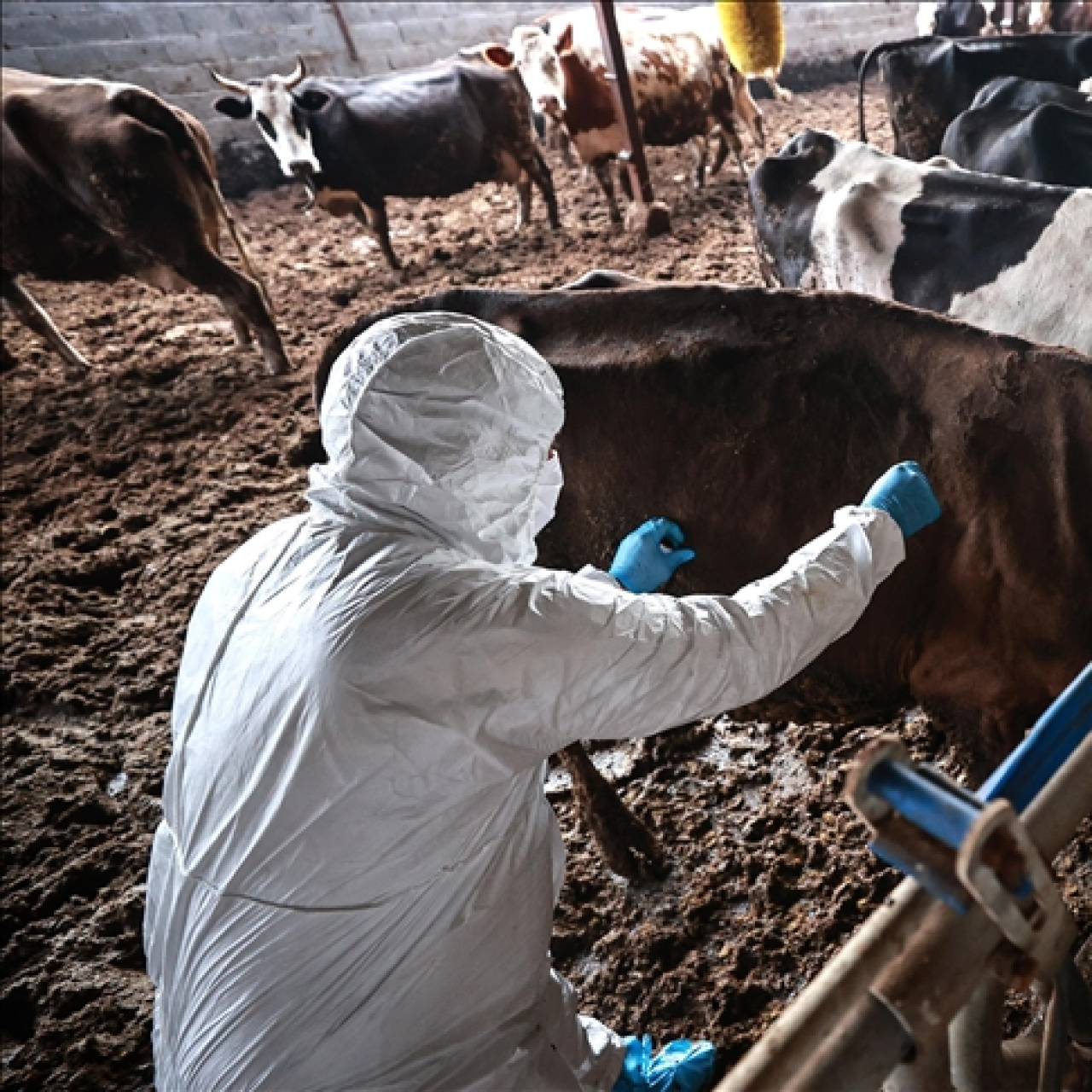 Aksaray'da şap alarmı