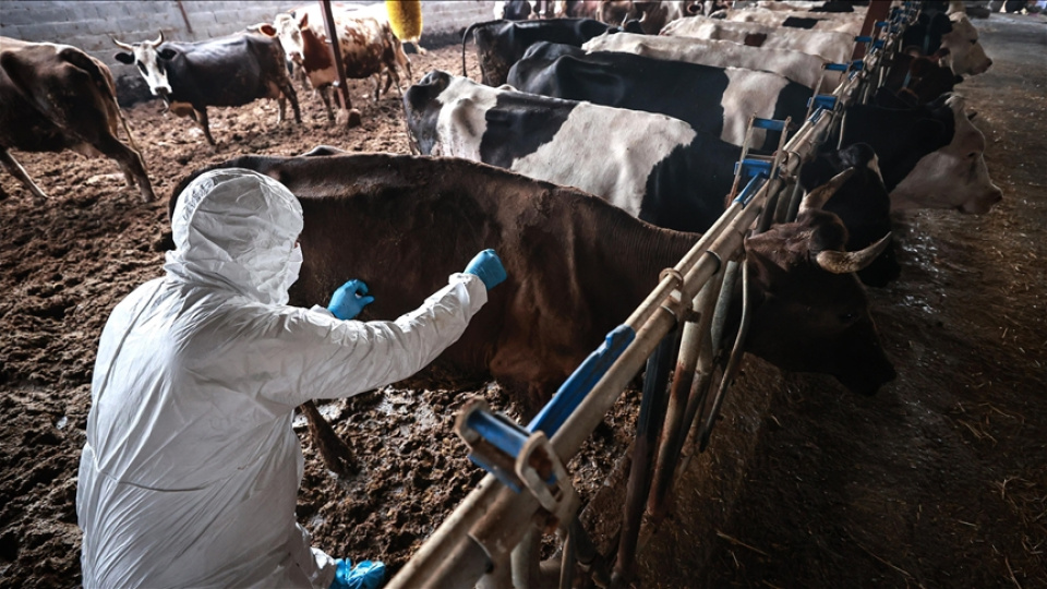 Aksaray'da şap alarmı