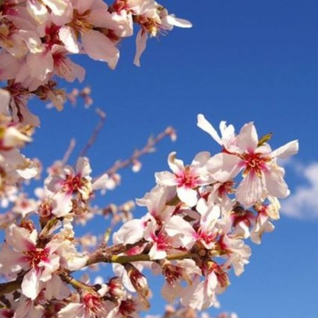 Cemre düşmesi ne zaman?