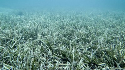 Marmara'nın umudu: Pina