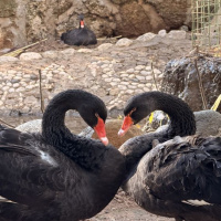 'Siyah' kuğularda kuluçka heyecanı
