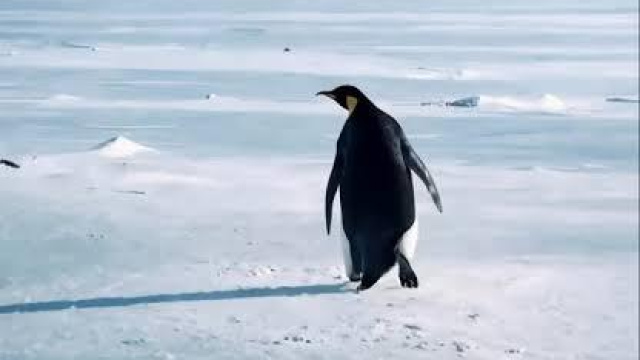 Nihilist Penguen "Halil" bize ne anlatıyor?