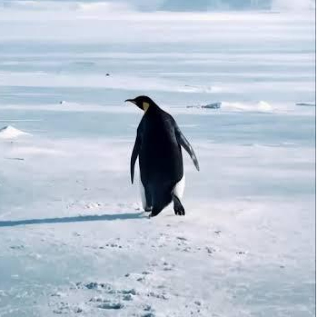 Nihilist Penguen "Halil" bize ne anlatıyor?