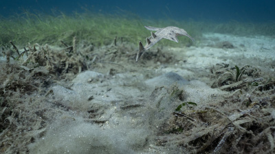 Erdek Körfezi'nde de umut veren bulgu