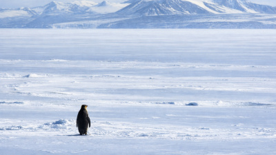 Sürüden ayrılan penguen markaları da etkisi altına aldı