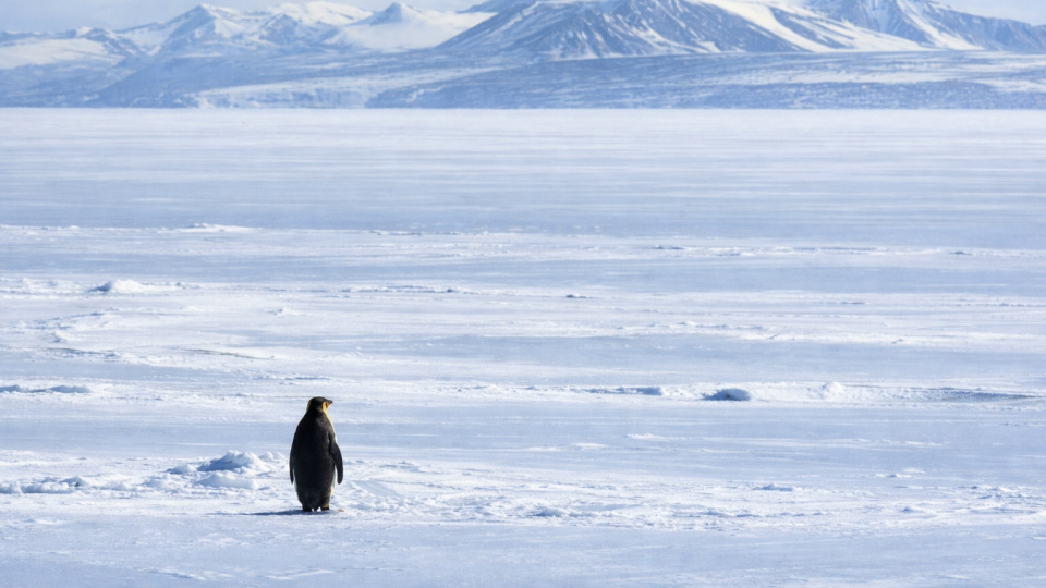 Sürüden ayrılan penguen markaları da etkisi altına aldı