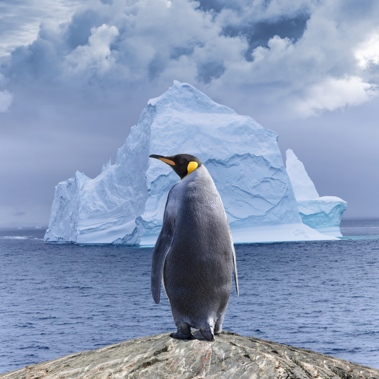 O penguen neden sürüden ayrıldı?