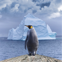 O penguen neden sürüden ayrıldı?