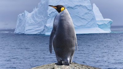 O penguen neden sürüden ayrıldı?