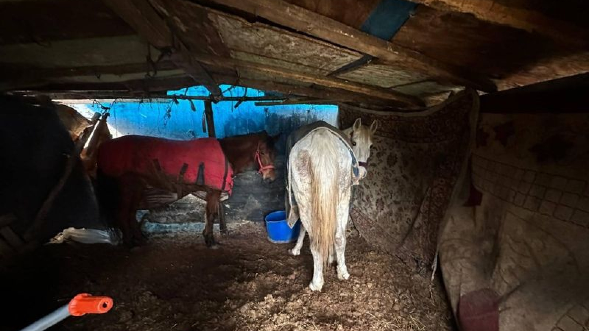 Sakarya'da Hayvan Kemikleri Jandarmayı Harekete Geçirdi: 2 Gözaltı ve 5 At Kurtarıldı