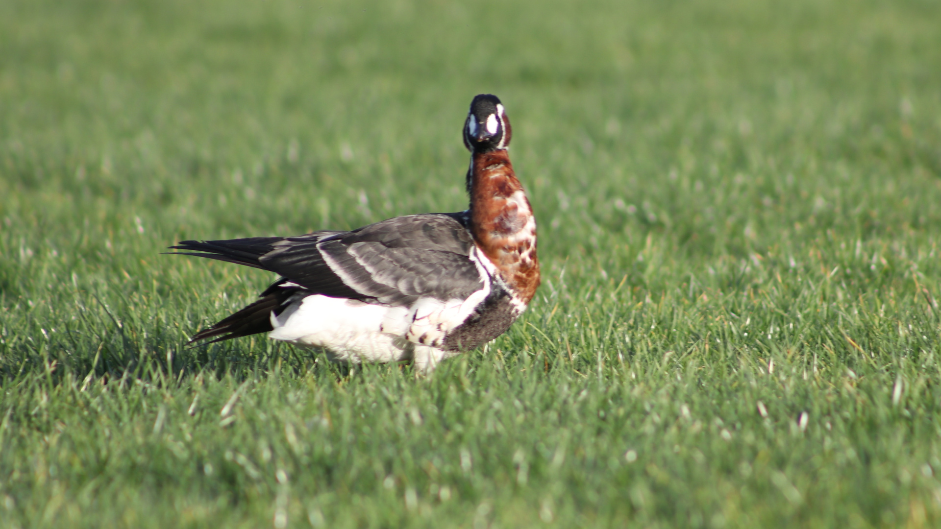 Rize'de Sibirya kazı görüntülendi