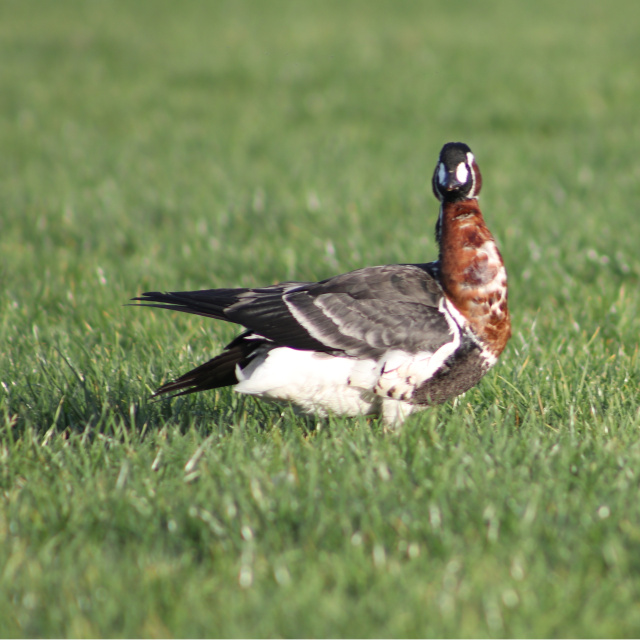 Sibirya kazı Rize'de!